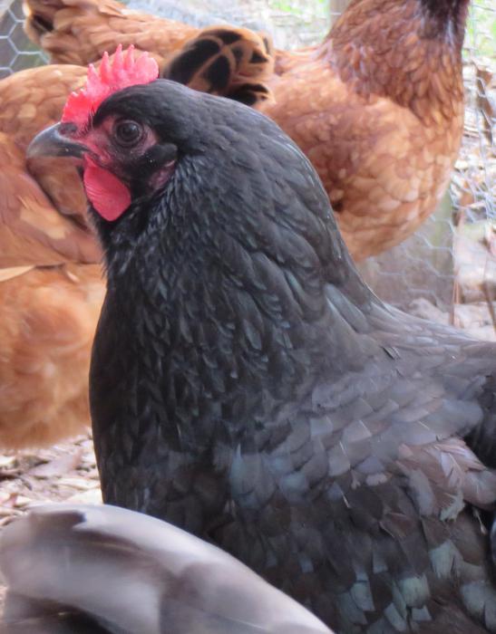 Chicken Dominant: Gatunek i cechy