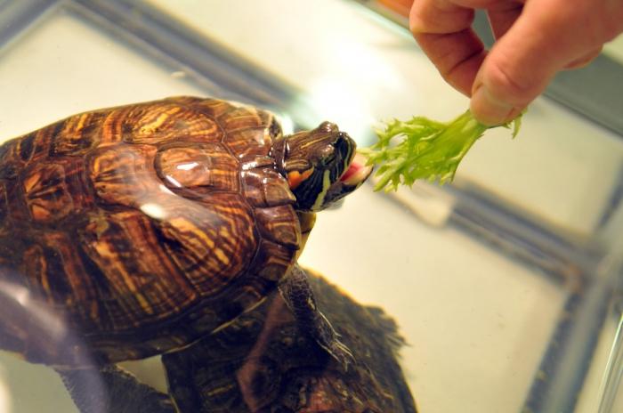 Zwierzęta: żółwie czerwonolicy - opieka i konserwacja