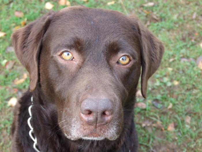 hodować charakterystyczny labrador