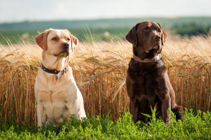 charakterystyka labrador rasy opinie