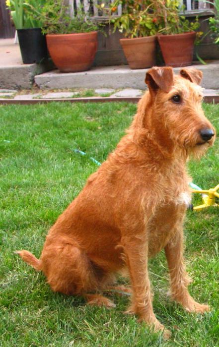 Zdjęcie Irish Terrier