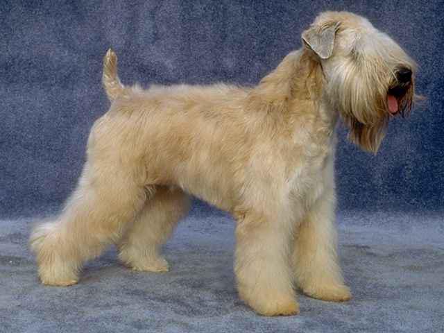 Irish Soft Coat Terrier