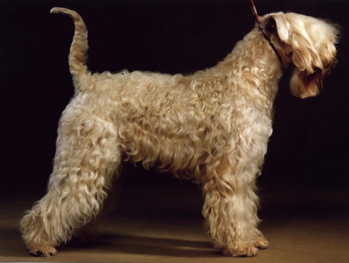 Irish Wheaten Terrier