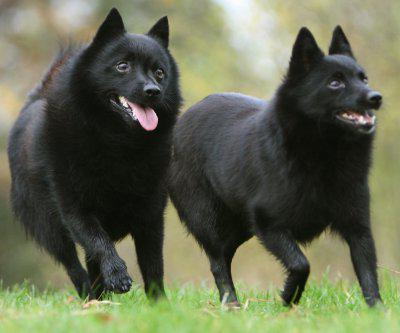 pies schipperke