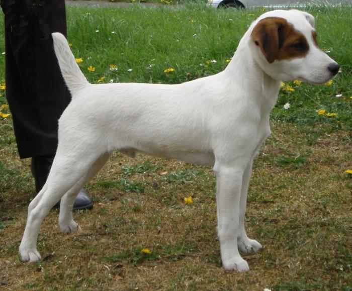 Jack Russell Parson Terrier