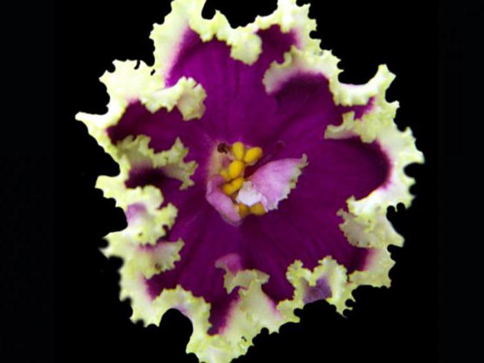 fioletowe zdjęcia i opisy esmeralda