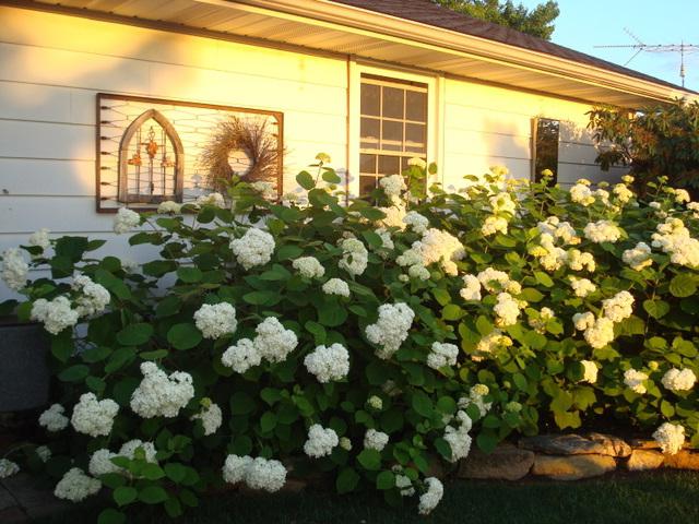 Hortensja "Grandiflora" - bujnie kwitnący krzew do ogrodu