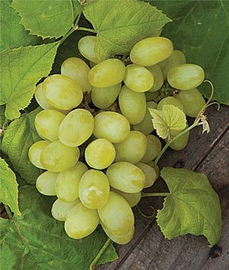jak sadzić winogrona jesienią