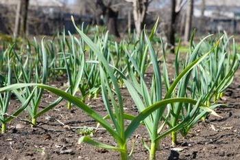 Jak uprawiać czosnek - przydatne wskazówki