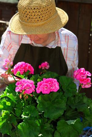 Pelargonium Royal Care w domu