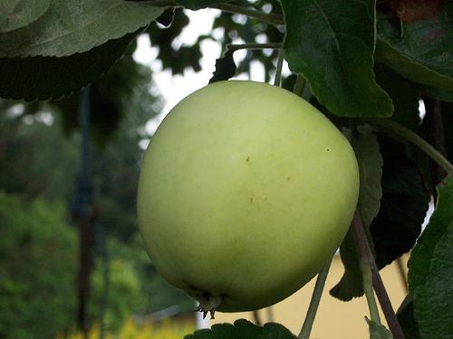 Papirovka - jabłoń