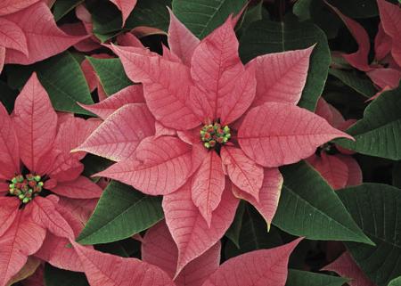 Poinsettia (opieka i reprodukcja)