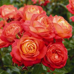Rosa Midsummer - duma kwiaciarni