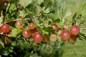 Tajemnice ogrodnictwa: sadzenie agrestu jesienią