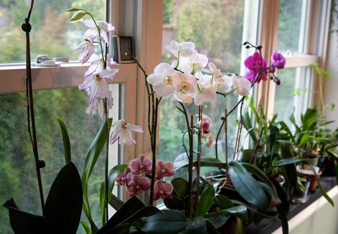 Tajemnicza orchidea: rośnie w domu