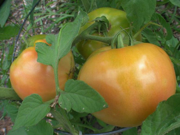 Tomatoes Paradise pleasure: recenzje, opis, warunki wzrostu, plon