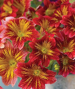 Salpiglossis (rośnie z nasion)