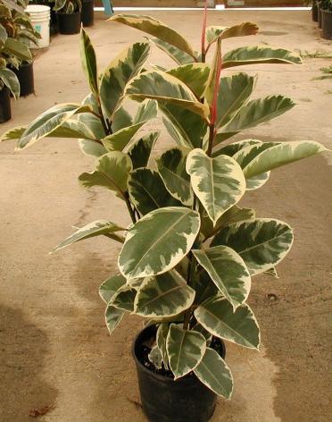 Evergreen Ficus rubber. Opieka domowa