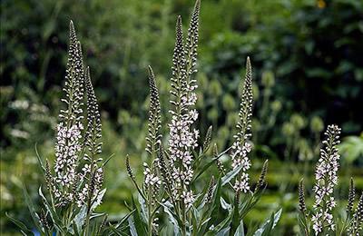 Verdeinik lily-of-the-valley: opis, pielęgnacja, uprawa, podlewanie i recenzje