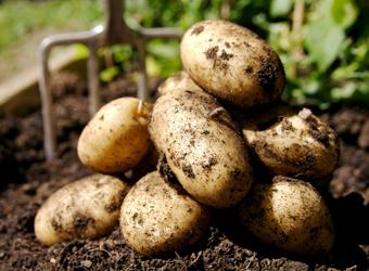 Ziemniaki o wysokiej wydajności Szaliki: Opis odmiany