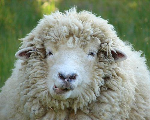 Rok owiec: charakterystyka i opis znaku