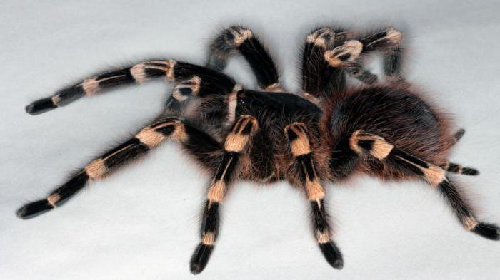 interpretacja snów tarantula