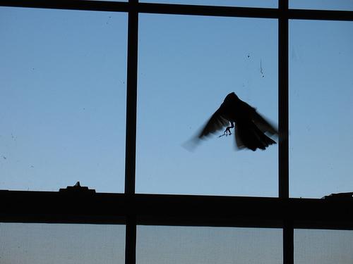 Ptak poleciał do okna - dobry znak czy zły znak?