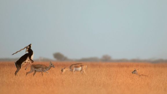 Czym jest sawanna i gdzie oni są? Savannah z Ameryki Południowej