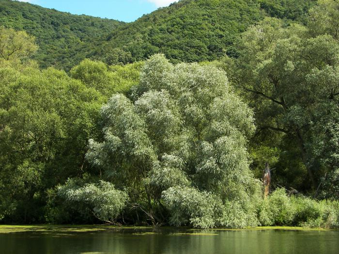 Czym jest weterynarz? Opis i znaczenie