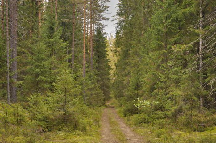 rośliny zielne z lasu świerkowego 