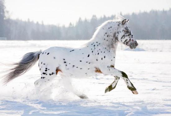 Koń Appaloosa