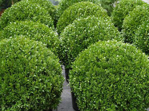 Boxwood Colchis: opis. Boxwood zimozielony