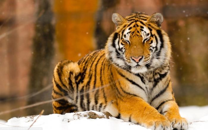 Tssuriysky Tygrys - północne piękno