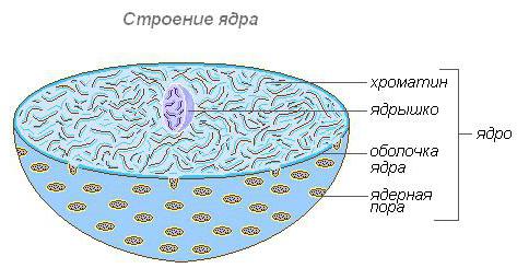 skład jądra biologii