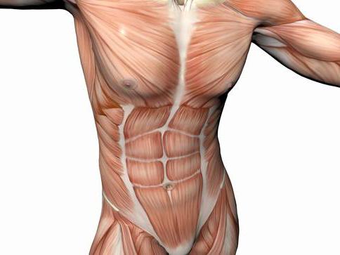 Poprzeczne mięśnie brzucha i inne mięśnie brzucha