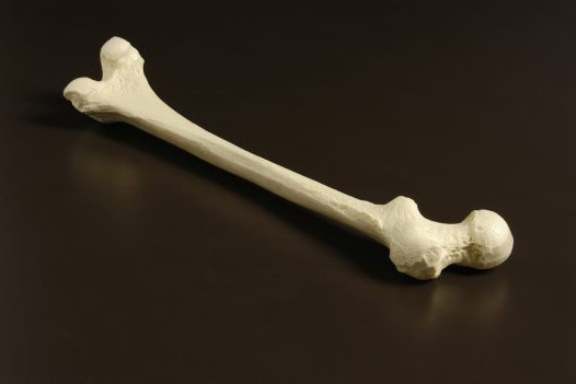 nazwa kości