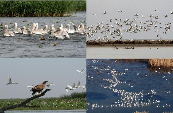 Astrachański region: atrakcje, interesujące miejsca