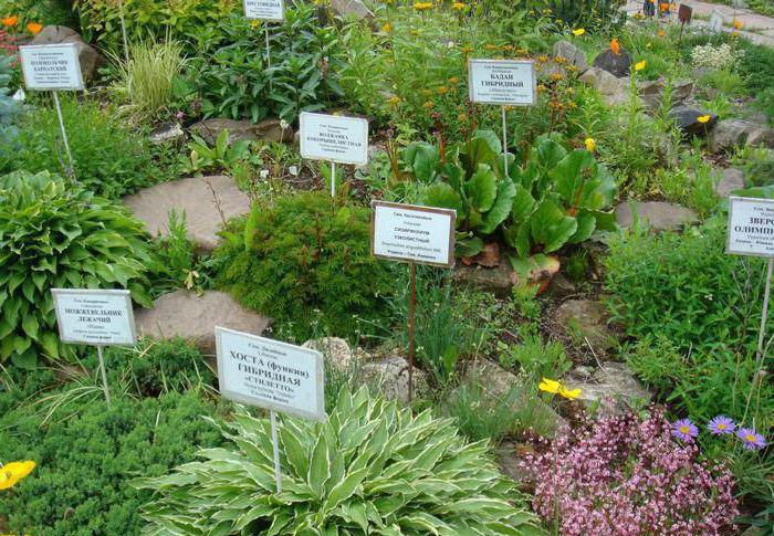 Kirov Botanical Garden - lepsze miejsce do samotności z naturą