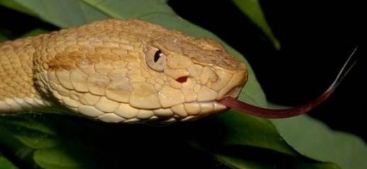 Snake Island, Brazylia