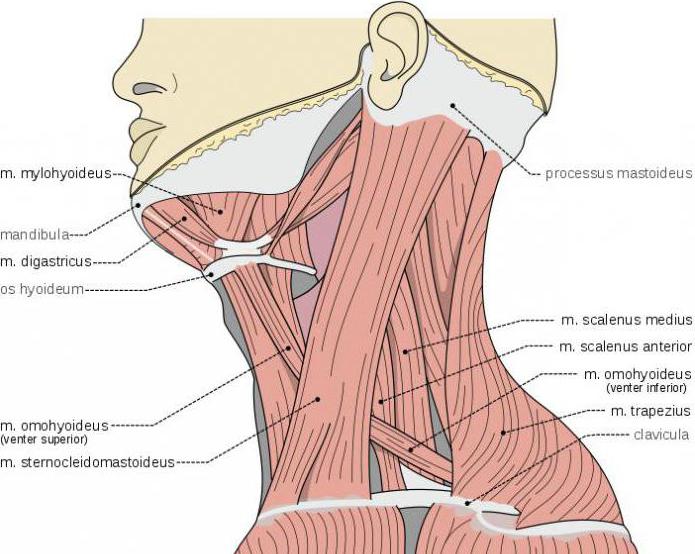 mięśnie, które przechylają głowę