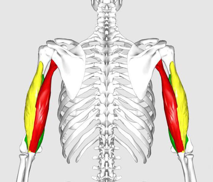 triceps brachialis