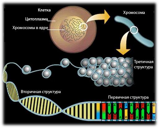 charakterystyka porównawcza DNA i RNA