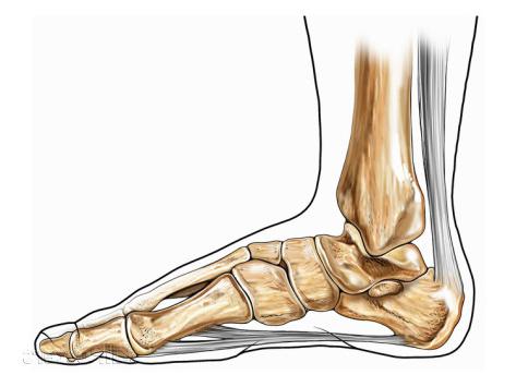 anatomia kończyn dolnych